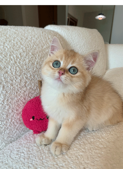 Cat Toy Plush Toys Chew & Play